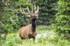 Bull Elk (Cervus canadensis) standing at the edge of a forest; Estes Park, Colorado, United States of America Poster Print by Vic Schendel (19 x 12) # 12680628