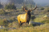 Bull Elk (Cervus canadensis) standing in sunlight in a foggy field; Estes Park, Colorado, United States of America Poster Print by Vic Schendel (19 x 12) # 12680610