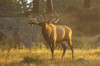 Bull Elk (Cervus canadensis) standing in sunlight in a foggy field; Estes Park, Colorado, United States of America Poster Print by Vic Schendel (19 x 12) # 12680617