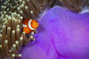 As you move east the western clown anemonefish (Amphiprion ocellaris), pictured here, is replaced with the eastern clown anemonefish (Amphiprion percula); Philippines Poster Print by Dave Fleetham (19 x 12) # 13613080