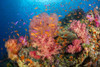 Alconarian and gorgonian coral with schooling anthias dominate this Fijian reef scene; Fiji Poster Print by Dave Fleetham (19 x 12) # 13613088
