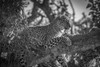 A leopard (Panthera pardus) lies on the branch of a tree with its head up It has black spots on its brown fur coat and is looking for prey Shot with a Nikon D850 in the Masai Mara; Kenya Poster Print by Nick Dale (19 x 12) # 13200187