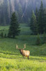 Bull Elk (Cervus canadensis) standing in sunlight in a foggy field; Estes Park, Colorado, United States of America Poster Print by Vic Schendel (12 x 19) # 12680632