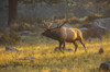 Bull Elk (Cervus canadensis) walking in a field; Estes Park, Colorado, United States of America Poster Print by Vic Schendel (19 x 12) # 12680621