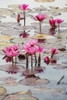 Blossoming fuchsia lotus (Nelumbo) plants, Red Lotus Sea, Nong Han Lake; Thailand Poster Print by Ernest Manewal (12 x 19) # 13480083