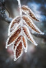 Close up of ice frosted leaves of a rose bush; Calgary, Alberta, Canada Poster Print by Michael Interisano (12 x 19) # 13441794