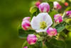 Close-up of apple blossoms on a tree; Calgary, Alberta, Canada Poster Print by Michael Interisano (17 x 11) # 12590748