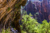 Weeping Wall, Zion National Park; Utah, United States of America Poster Print by The Nature Collection (19 x 12) # 12575504
