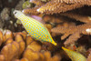 The longnose filefish (Oxymonacanthus longirostris) reaches nearly four inches in length on a reef off the island of Yap; Yap, Federated States of Micronesia Poster Print by Dave Fleetham (19 x 12) # 12575331
