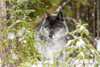 Wolf (Canis lupus) looking out from trees in snow; Golden, British Columbia, Canada Poster Print by The Nature Collection (19 x 12) # 12575795