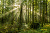 Sun rays through the misty air in a rainforest; British Columbia, Canada Poster Print by The Nature Collection (19 x 12) # 12575575