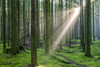 Sun rays through the misty air in a rainforest; British Columbia, Canada Poster Print by The Nature Collection (19 x 12) # 12575561