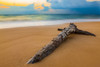 Driftwood on a beach at sunrise; Kauai, Hawaii, United States of America Poster Print by The Nature Collection (19 x 12) # 12575616