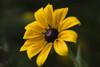 A Black-eyed susan (Rudbeckia hirta) blooms in a flower garden in summertime; Astoria, Oregon, United States of America Poster Print by Robert L Potts (19 x 12) # 12575802