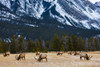 Elk (Cervus canadensis) in Jasper National Park; Alberta, Canada Poster Print by The Nature Collection (19 x 12) # 12575559