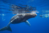 A snorkler and a young humpback whale (Megaptera novaeangliae); Hawaii, United States of America Poster Print by Dave Fleetham (19 x 12) # 12576255