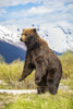Brown bear boar (Ursus arctos) stands up to get a better view, Alaska Wildlife Conservation Center, South-central Alaska; Portage, Alaska, United States of America Poster Print by Doug Lindstrand (12 x 19) # 12576063