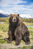 Brown bear sow (Ursus arctos) sitting on grass looking at the camera, Alaska Wildlife Conservation Center, South-central Alaska; Portage, Alaska, United States of America Poster Print by Doug Lindstrand (12 x 19) # 12576062