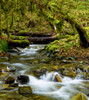 Creek flowing over rocks through a lush forest with moss-covered rocks and trees; Maple Ridge, British Columbia, Canada Poster Print by The Nature Collection (14 x 16) # 12575057