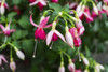 Delicate pink flowers in bloom; British Columbia, Canada Poster Print by Lorna Rande (19 x 12) # 12575420