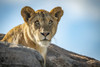 Lioness (Panthera leo) sits looking out over rocky boulders, Klein's Camp, Serengeti National Park; Tanzania Poster Print by Nick Dale (19 x 12) # 12574611