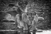 Monochrome lioness (Panthera leo) lies looking up from water, Grumeti Serengeti Tented Camp, Serengeti National Park; Tanzania Poster Print by Nick Dale (19 x 12) # 12574685