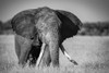 Monochrome of African bush elephant (Loxodonta africana) standing in grass, Grumeti Serengeti Tented Camp, Serengeti National Park; Tanzania Poster Print by Nick Dale (19 x 12) # 12574617