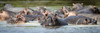 Panorama of hippopotamus pod (Hippopotamus amphibius) in calm river, Grumeti Serengeti Tented Camp, Serengeti National Park; Tanzania Poster Print by Nick Dale (26 x 8) # 12574620