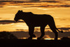 Silhouette of lioness (Panthera leo) at sunrise crossing ridge, Grumeti Serengeti Tented Camp, Serengeti National Park; Tanzania Poster Print by Nick Dale (19 x 12) # 12574624