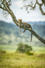 Leopard (Panthera pardus) lies on diagonal branch watching camera, Klein's Camp, Serengeti National Park; Tanzania Poster Print by Nick Dale (12 x 19) # 12574608