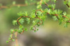 Leaves budding on branches; Mayne Island, British Columbia, Canada Poster Print by Lorna Rande (19 x 12) # 12573589