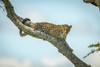Leopard (Panthera pardus) lies on diagonal branch looking down, Klein's Camp, Serengeti National Park; Tanzania Poster Print by Nick Dale (19 x 12) # 12574607