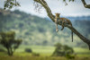 Leopard (Panthera pardus) lies on diagonal branch facing camera, Klein's Camp, Serengeti National Park; Tanzania Poster Print by Nick Dale (17 x 11) # 12574606