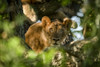 Lioness (Panthera leo) lies in tree looking through branches, Grumeti Serengeti Tented Camp, Serengeti National Park; Tanzania Poster Print by Nick Dale (19 x 12) # 12574610