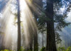 Sun rays through the misty air in a forest; California, United States of America Poster Print by The Nature Collection (18 x 13) # 12574104