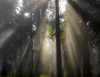 Sun rays through the misty air in a forest; California, United States of America Poster Print by The Nature Collection (17 x 13) # 12574102