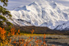 Denali shines above the Muddy River in autumn, viewed from near Peters Glacier (visible in valley at right) in the backcountry of Denali National Park and Preserve; Alaska, United States of America Poster Print by Steven Miley (19 x 12) # 12573775