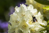 A Bumble Bee pollinates rhododendron blossom; Astoria, Oregon, United States of America Poster Print by Robert L Potts (19 x 12) # 12574286