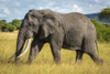 African bush elephant (Loxodonta africana) walks through long grass, Grumeti Serengeti Tented Camp, Serengeti National Park; Tanzania Poster Print by Nick Dale (19 x 12) # 12574590