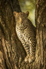 A leopard (Panthera pardus) sits in the forked trunk of a tree It has a brown, spotted coat and is looking straight at the camera, Serengeti National Park; Tanzania Poster Print by Nick Dale (12 x 19) # 12574605