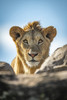 A young male lion (Panthera leo) pokes his head above a rocky ledge under a blue sky He has a short mane and is staring straight at the camera Klein's Camp, Serengeti National Park; Tanzania Poster Print by Nick Dale (12 x 19) # 12574794