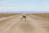 A lone caribou (Rangifer tarandus) stands in the Dalton Highway; Alaska, United States of America Poster Print by Steven Miley (19 x 12) # 12573787
