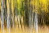 A forest of autumn colours in blur; British Columbia, Canada Poster Print by The Nature Collection (19 x 12) # 12574183