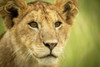 Close-up of lion cub (Panthera leo) head and shoulders, Grumeti Serengeti Tented Camp, Serengeti National Park; Tanzania Poster Print by Nick Dale (19 x 12) # 12574603
