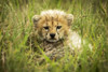 Cheetah cub (Acinonyx jubatus) lies in grass eyeing camera, Grumeti Serengeti Tented Camp, Serengeti National Park; Tanzania Poster Print by Nick Dale (19 x 12) # 12574596