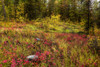 Forest floor in autumn colours in the Okanagan Valley; British Columbia, Canada Poster Print by The Nature Collection (19 x 12) # 12574322