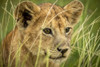 Close-up of lion cub (Panthera leo) looking through grass, Grumeti Serengeti Tented Camp, Serengeti National Park; Tanzania Poster Print by Nick Dale (19 x 12) # 12574679