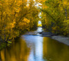 Autumn colours reflected on a tranquil Mission Creek; Kelowna, British Columbia, Canada Poster Print by The Nature Collection (16 x 14) # 12574113