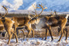 Caribou (Rangifer tarandus) belonging to the Donnelly Herd forage for food after the first significant snowfall of winter, South of Delta Junction; Alaska United States of America Poster Print by Steven Miley (19 x 12) # 12573782