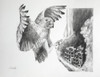 The Guardian: Drawing of a Great Horned Owl (Bubo virginianus) with owlets in nest Poster Print by Kane Pendry (17 x 13) # 12540483